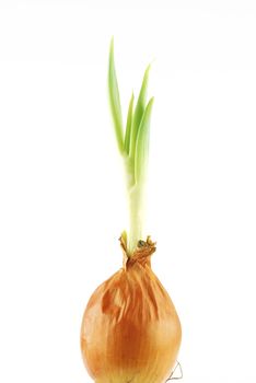 Yellow onion with green shoots on white background