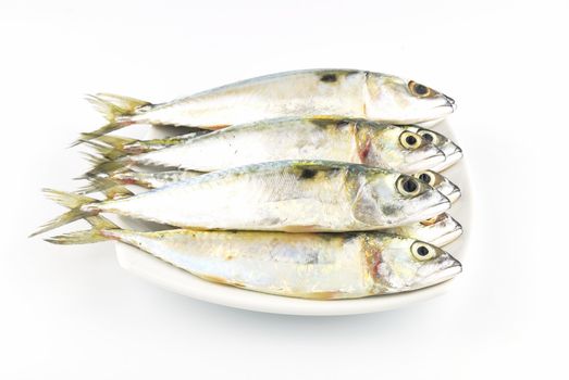 Fresh mackerel fish
