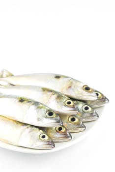 Fresh mackerel fish