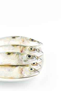 Fresh mackerel fish