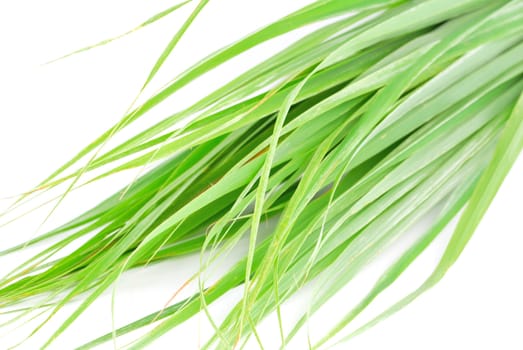 Lemon grass leaf