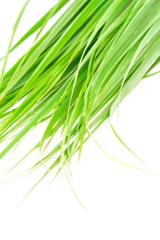 Lemon grass leaf