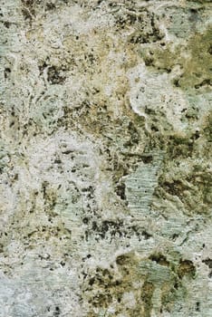 Texture of old concrete grunge wall covered with lichen moss mold as a background