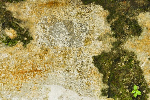Texture of old concrete grunge wall covered with lichen moss mold as a background