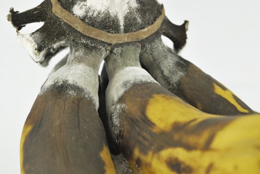 Rotten banana with fungus on white background