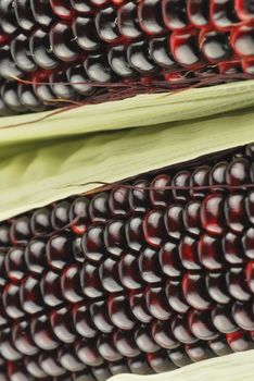 Harvested corn in red and purple colors