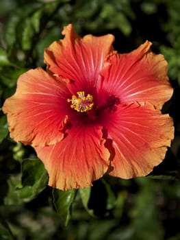 Red and orange Hibiscus flower in a garden