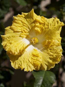 Close up Yellow and White Hibiscus