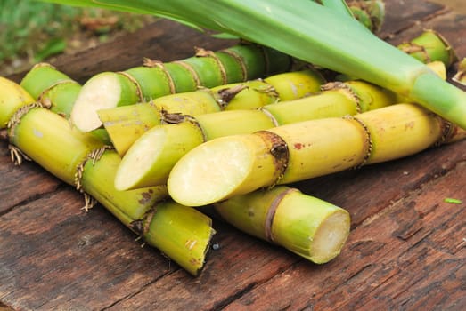 Close up Sugarcane