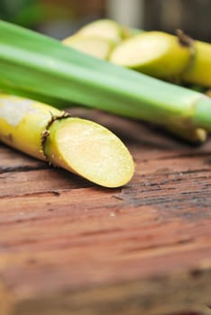Close up Sugarcane