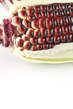 Harvested corn in red and purple colors