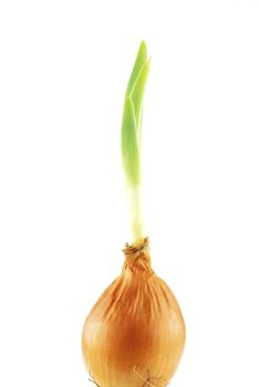 Yellow onion with green shoots on white background