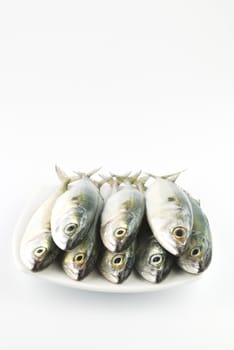 Fresh mackerel fish