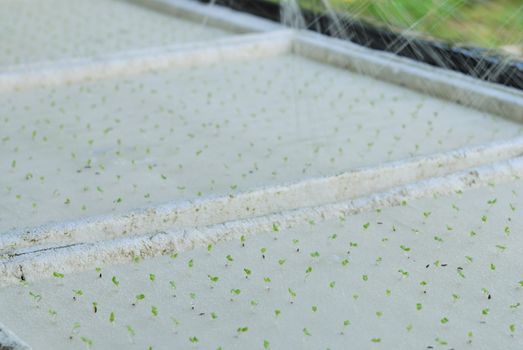The cultivation of grain salad vegetable  in hydroponic farm.