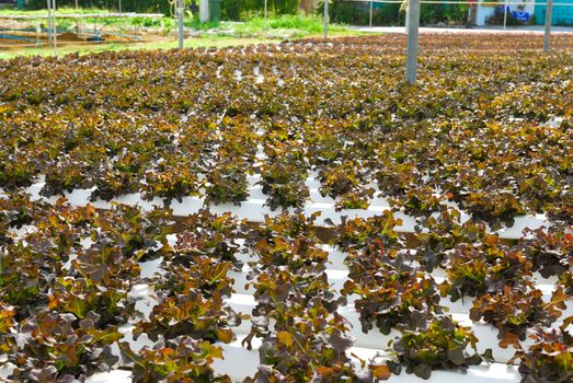 Red oak, green oak, cultivation hydroponics green vegetable in farm