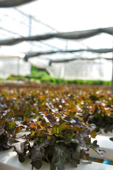 Red oak, green oak, cultivation hydroponics green vegetable in farm