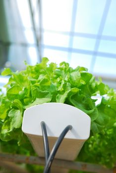 Red oak, green oak, cultivation hydroponics green vegetable in farm