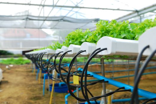 Red oak, green oak, cultivation hydroponics green vegetable in farm