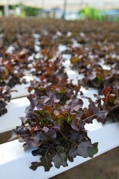 Red oak, green oak, cultivation hydroponics green vegetable in farm