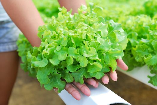 Red oak, green oak, cultivation hydroponics green vegetable in farm
