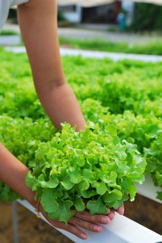 Red oak, green oak, cultivation hydroponics green vegetable in farm