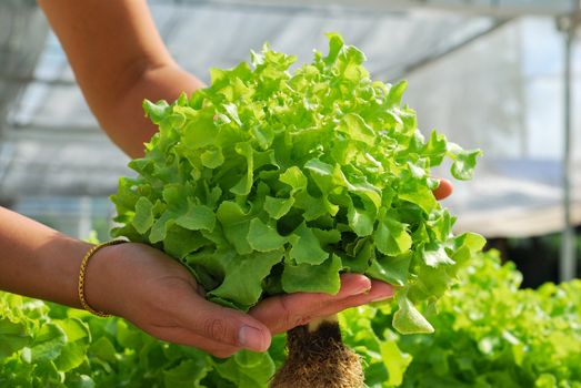 Red oak, green oak, cultivation hydroponics green vegetable in farm