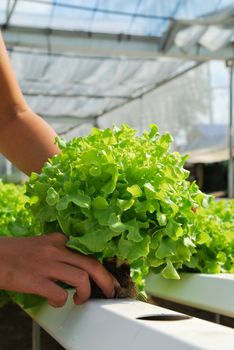 Red oak, green oak, cultivation hydroponics green vegetable in farm