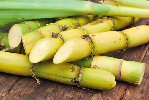 Close up Sugarcane