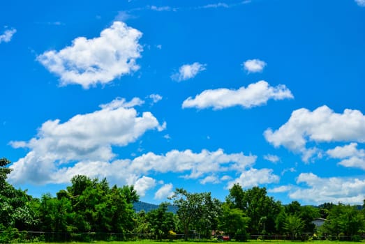 Summer landscape