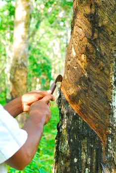 Old rubber tree , rubber and caoutchouc , rubber tapping