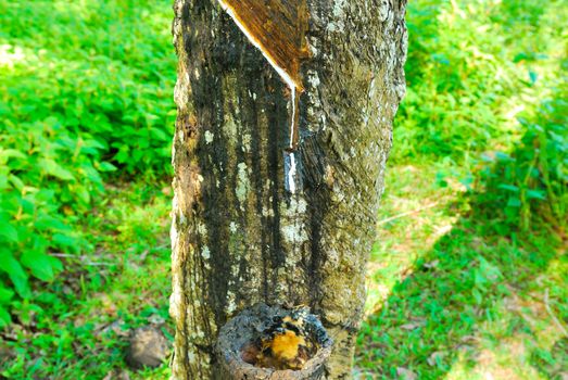 Old rubber tree , rubber and caoutchouc , rubber tapping