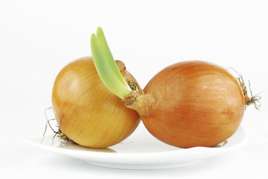 Yellow onion with green shoots on white background