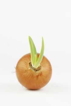 Yellow onion with green shoots on white background