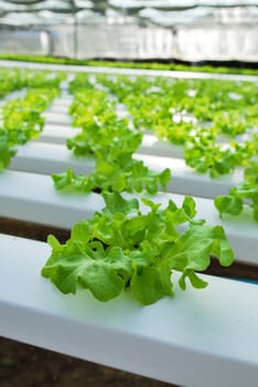 Red oak, green oak, cultivation hydroponics green vegetable in farm