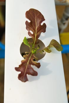 Red oak, green oak, cultivation hydroponics green vegetable in farm