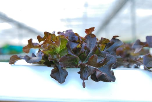 Red oak, green oak, cultivation hydroponics green vegetable in farm