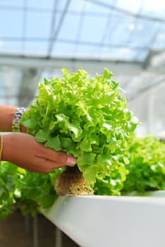 Red oak, green oak, cultivation hydroponics green vegetable in farm