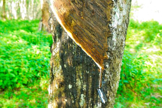 Old rubber tree , rubber and caoutchouc , rubber tapping