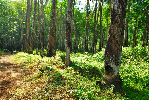 Old rubber tree , rubber and caoutchouc , rubber tapping