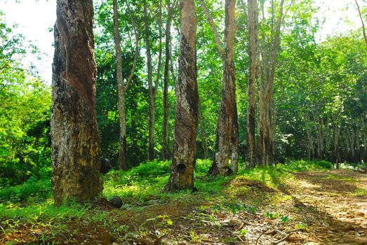 Old rubber tree , rubber and caoutchouc , rubber tapping
