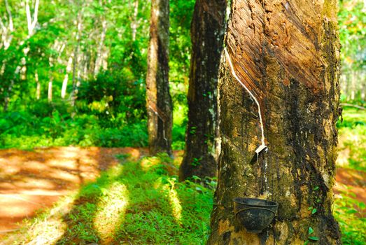 Old rubber tree , rubber and caoutchouc , rubber tapping