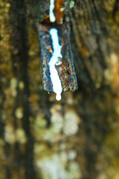 Old rubber tree , rubber and caoutchouc , rubber tapping