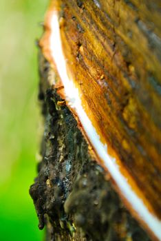 Old rubber tree , rubber and caoutchouc , rubber tapping