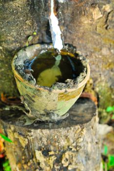 Old rubber tree , rubber and caoutchouc , rubber tapping