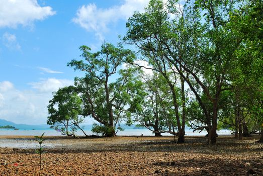 Mangrove trees and roots on the beach