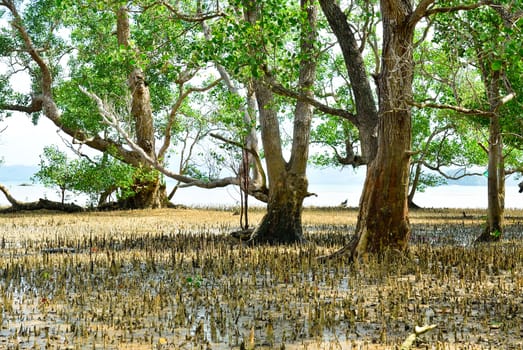 Mangrove trees and roots on the beach