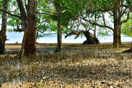 Mangrove trees and roots on the beach