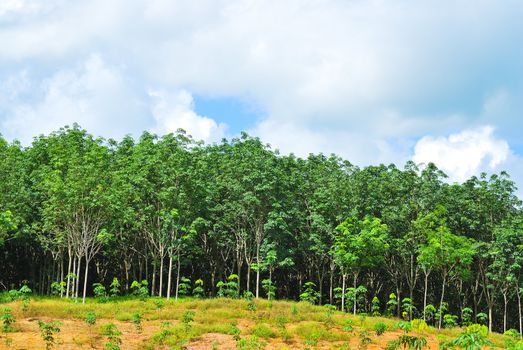 Row of para rubber tree