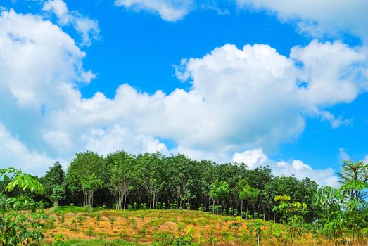 Row of para rubber tree