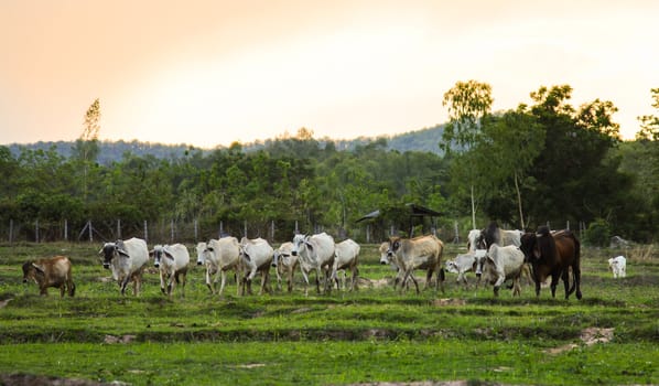 Cow grazing in meadow
